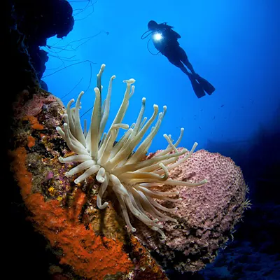 Diver