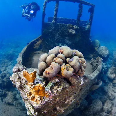 Tug Boat coral