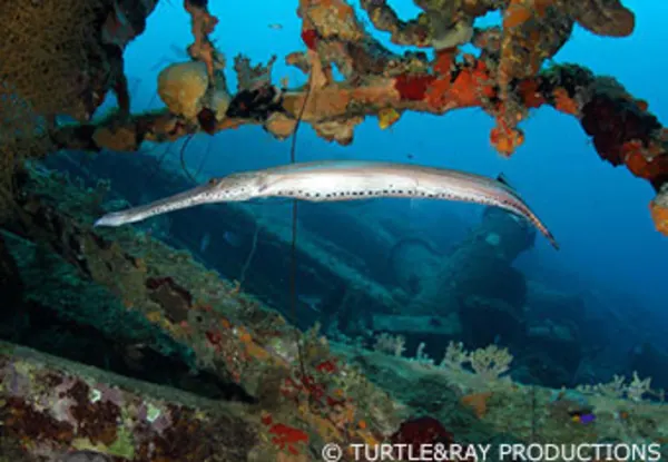 CC Oswaldo's Drop Off, Car Pile and Pier Baai Reef