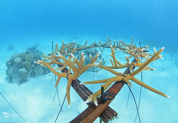 Branch Coral foundation (2)