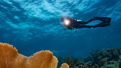 Diver with Coral