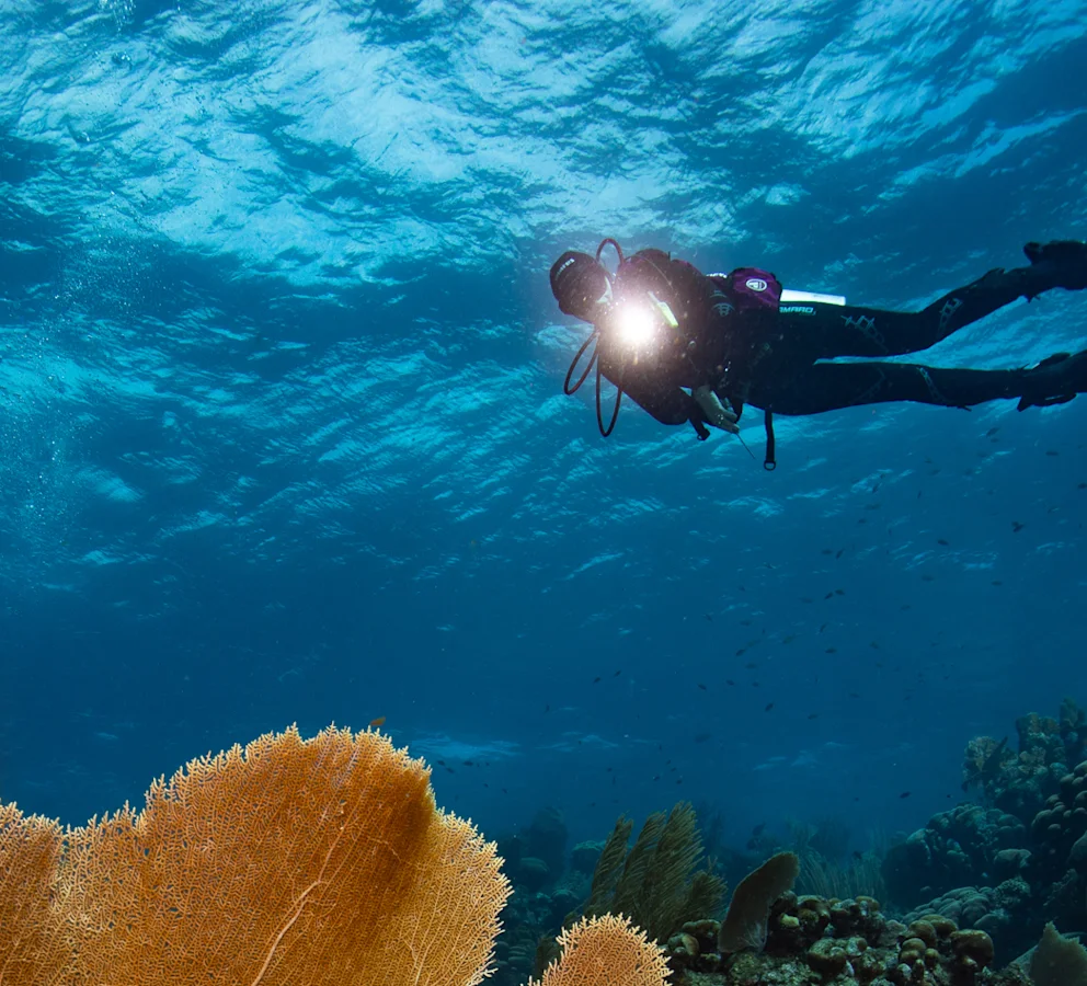 Diver with Coral