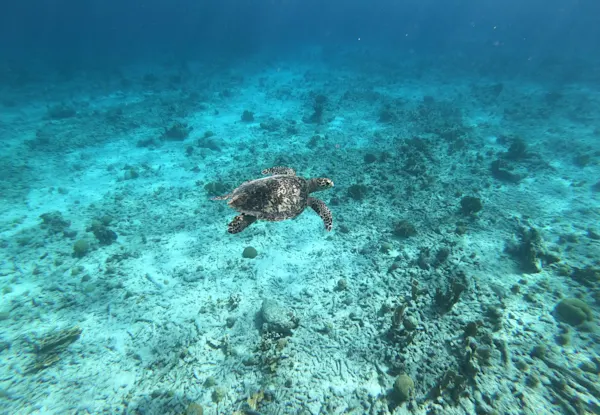 Seafari Adventures Curacao (2)