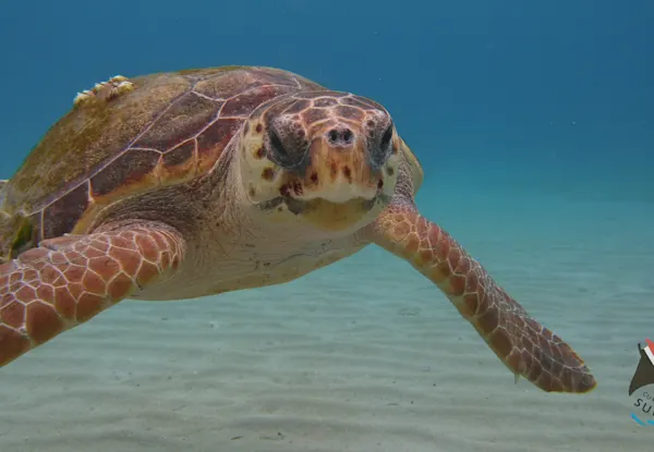 Sublime diving Curacao (2)