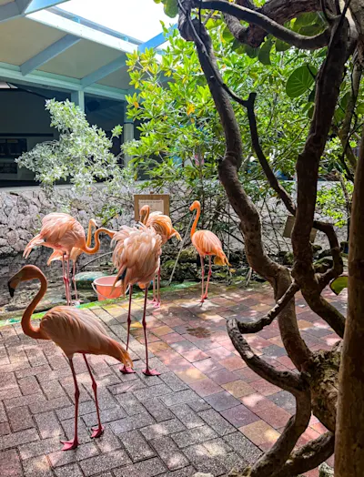 Flamingo Feeding At Curacao Sea Aquarium
