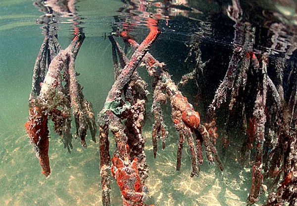 CC Boka Sami, Snake Bay and Kaap Mal Meeuw