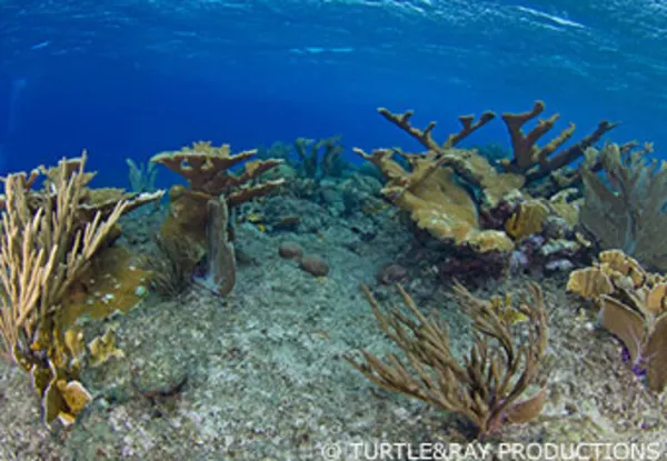 CC Sandy's Plateau and Boka di Sorsaka