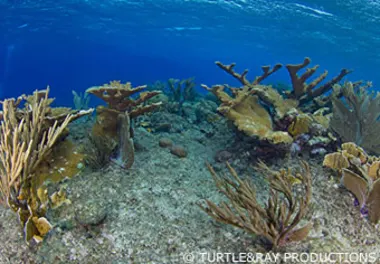 CC Sandy's Plateau and Boka di Sorsaka