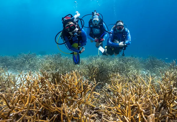 Reef Renewal Curacao (2)