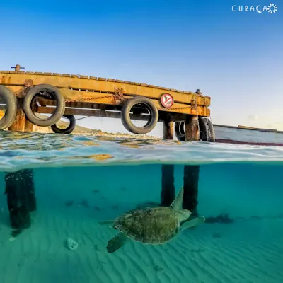 Turtles Playa Grandi