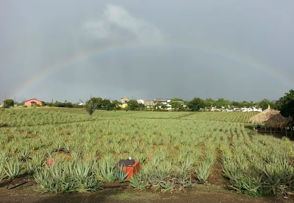 Curaloe (Aloe Vera Plantation)