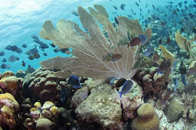Diving Corals