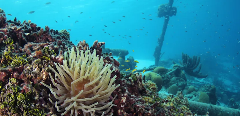 Diving Directors Bay Curacao header