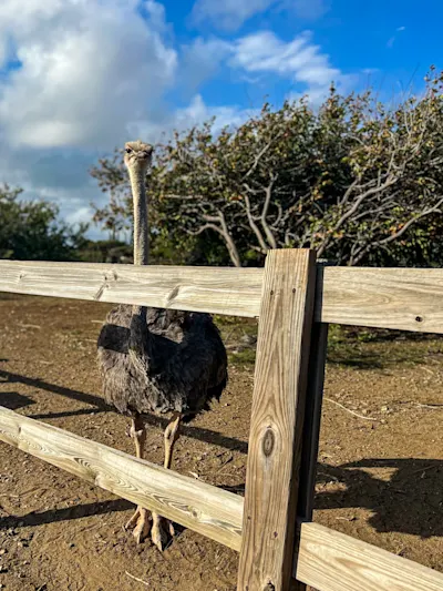 Curaçao Ostrich Farm