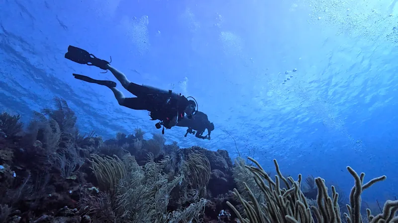 Divers in Blue Sea