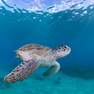 Sea Turtle Curacao
