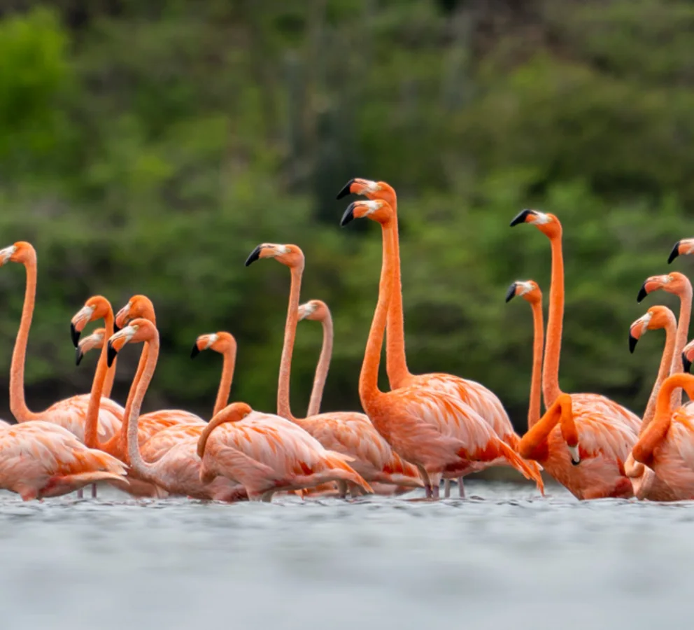 Flamingos