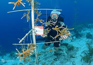 Branch Coral foundation (1)
