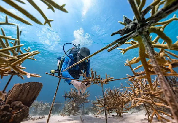 Reef Renewal Curacao (3)