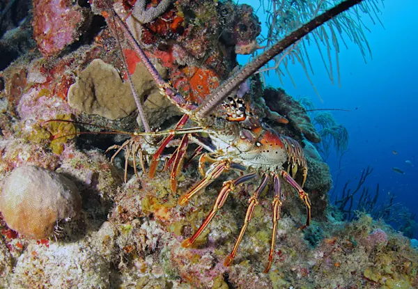 CC Kathy's Paradise & Smokey