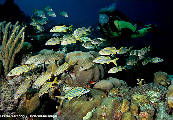 CC Boka Grandi, Playa Mansaliña, Mike's Place and Playa Largu