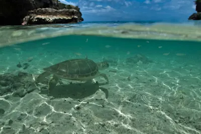 Playa Lagun Curacao Turtle