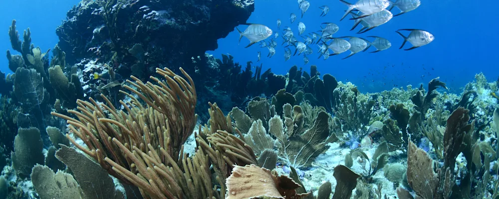 Restoring Coral reefs Curacao