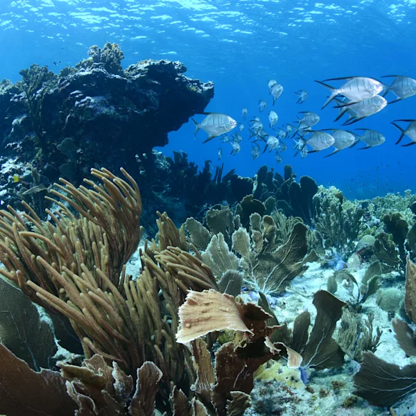 Restoring Coral reefs Curacao