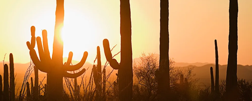 Sunset cactuses