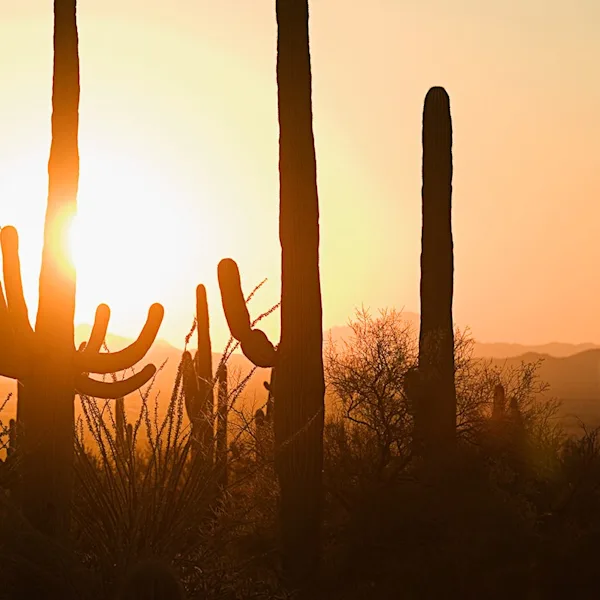 Sunset cactuses