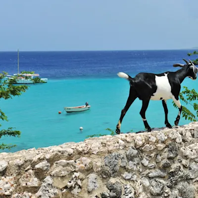 nature-goat-xzgiys-824456
