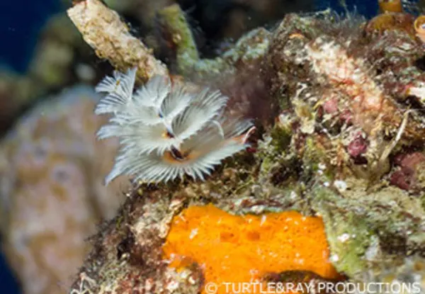 CC The Valley (Port Marie)