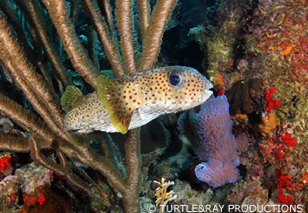 CC Lower House/Kas Abou