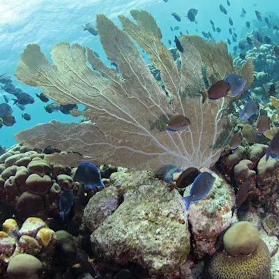 Curacao Diving