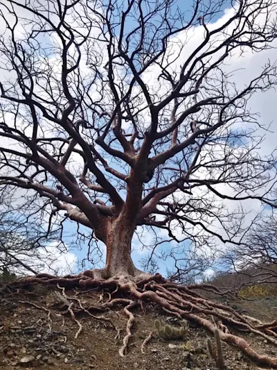 Tree of Life
