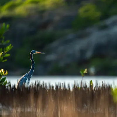 Naturaleza de curacao