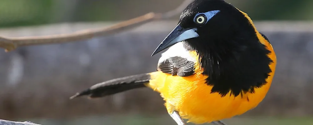 Trupial Bird