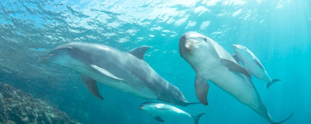 Dolphins
