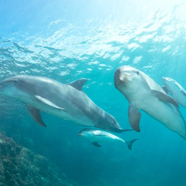Dolphins