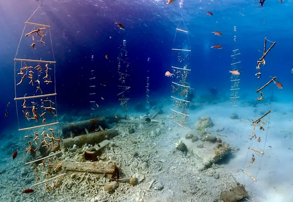 CURious 2 DIVE