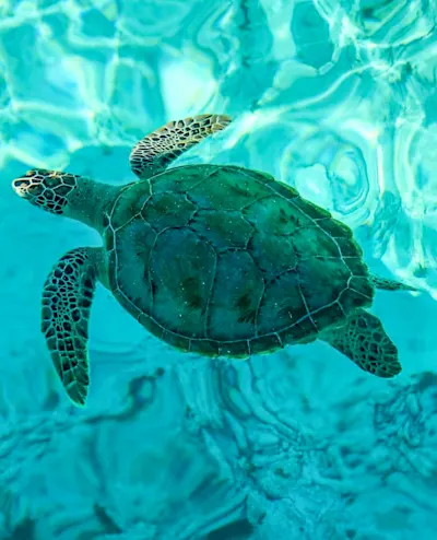 Sea Turtle at Klein Curacao