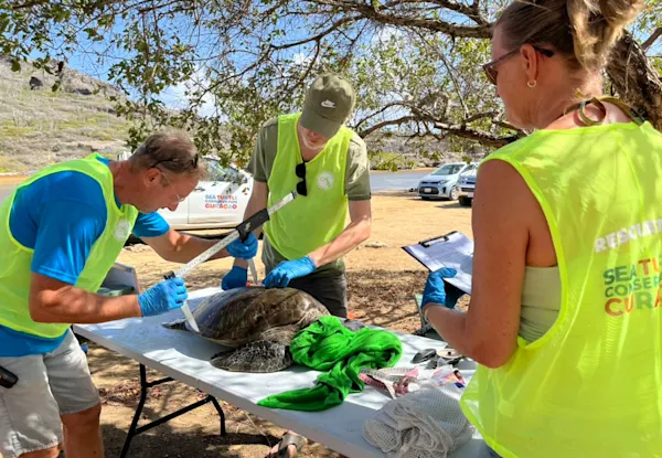 measuring turtle STCC
