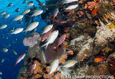CC The Wall, Blue Bay, and Piscadera Playa Largu