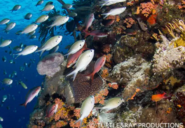 CC The Wall, Blue Bay, and Piscadera Playa Largu