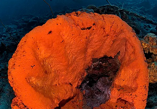CC Sponge Forest, Playa Hulu, Rediho & Black Coral Garden