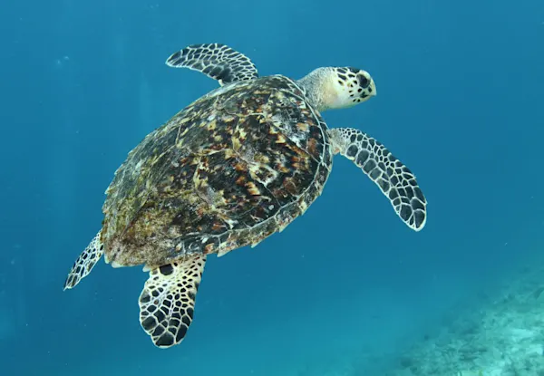 Scubaçao Diving Adventures
