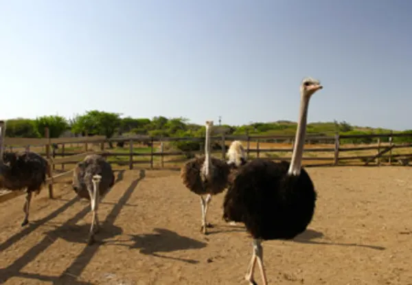 CC Ostrich and Game Farm