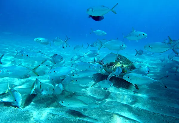 Seawalker Curacao (3)