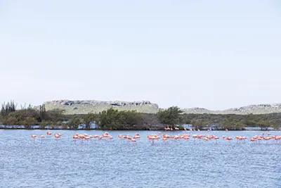 Flamingos
