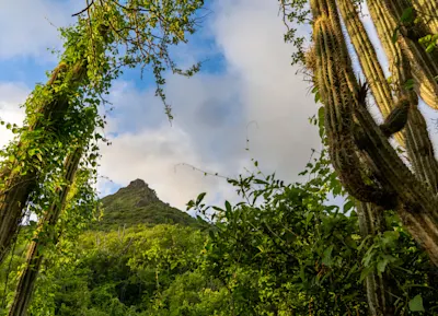 Christoffel Mountain through Cactus